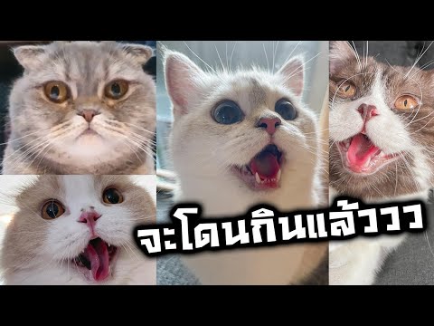 เมื่อ-นาซ่า-ซิมบ้า-บลูอาย-และ-