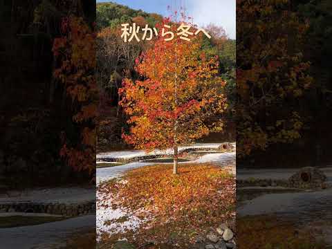 秋から冬へ #紅葉 #もみじ #初雪 #晩秋 #季節交代