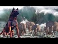 Animal Behavior and Natural Disasters
