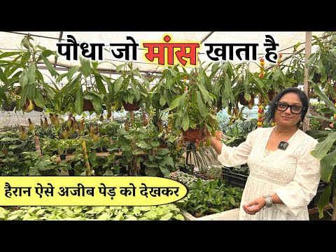 देखें Plant जो मांस खाता है Viral हो रहे Plant को देखने के बाद आप भी हो जाएंगे हैरान