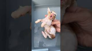 Gaplek pertama kali mandi 😍 #cat #kitten #kucinglucu #anakkucingmeongmeong