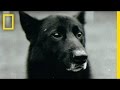 Dog Training and Team Dynamics