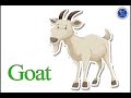 Thích Động Vật và Dê