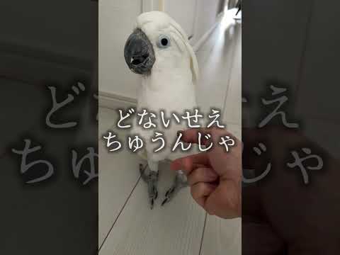 オウムに無言で握手を訴えかけてみると…? #shorts