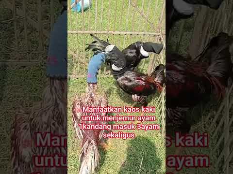 Manfaatkan kaos kaki untuk menjemur ayam #shorts