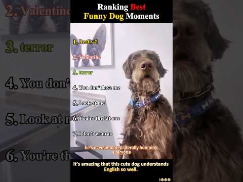 It’s amazing that this cute dog understands English so well. #dog #funny #funnydog #fyp #ranked