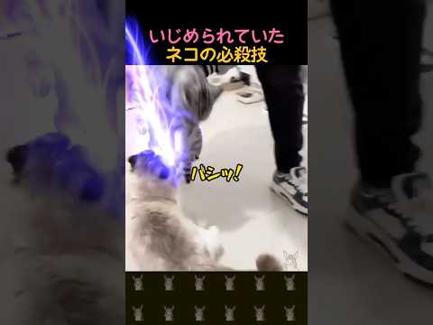 いじめられていたネコの必殺技