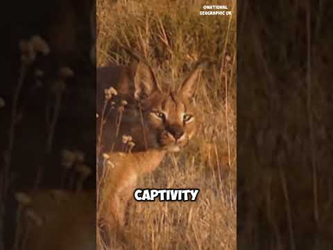 Are caracal cats friendly? #shorts #animals #animalkingdom #wildlife #bigcats #caracal