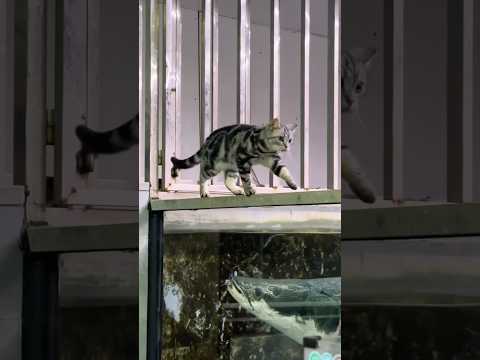 പൂച്ച സാറിനോട അവന്റെ കളി | Cat playing with arapaima - Travel with shaz