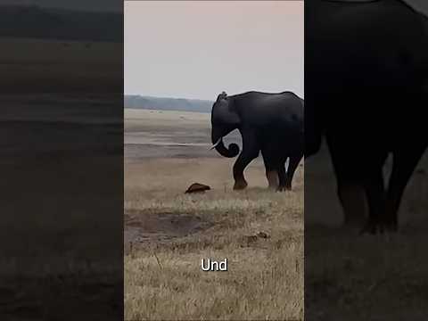 Honigdachs VS Elefant INSANE!!! #shorts