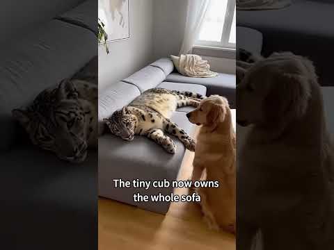 A Dying Snow Leopard Left Her Baby at My Door... I Raised Him and He Got MASSIVE🐆💔