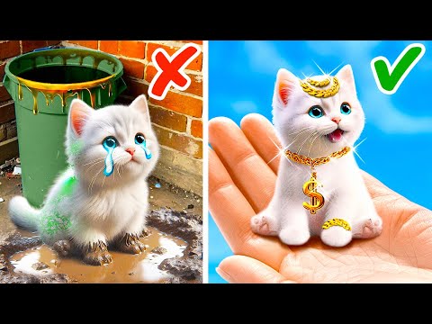 Tiny Kitten Rescue! 🐾 Watch Her Transformation!