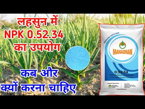 Lahsun में NPK 0.52.34 का उपयोग कब करना चाहिए // Lahsun me npk 0.52.34 ka upyog kab Karen