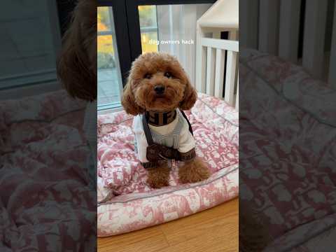 automatic pee pad changer is a must-have #dog #dogowner #hack #asmrsounds #shorts