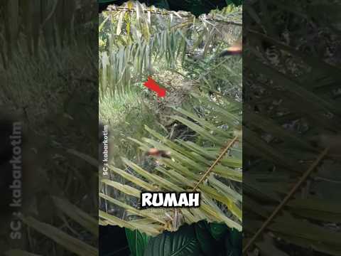 Operator di serang ratusan Tawon #sawit #tawon #operator #shorts