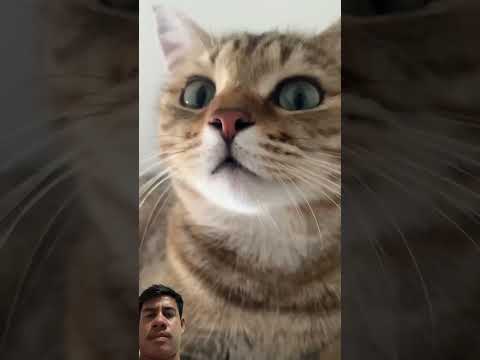 #funny #cute #viral #bts #cat #pets #animals