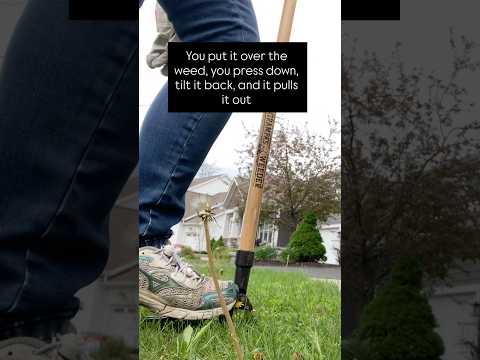 Grampa’s Weeder is SO Therapeutic (not sponsored).  #suburbia #dandelions #chemicalfreelawn