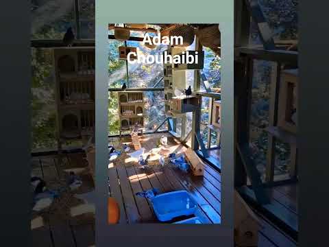 الولاعة الاخوان افكار وابداع وفن #birds #اكسبلور #ورك #pigeon #الوكره #kabootar #التغطيه #kabootar