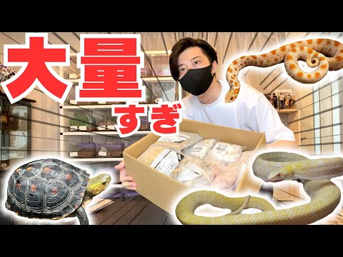 1000匹を超える冷凍餌が急遽届いたので300匹以上いるうちのペット達にあげていきます!