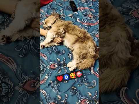 cute #dog #pet #ytshorts #trending