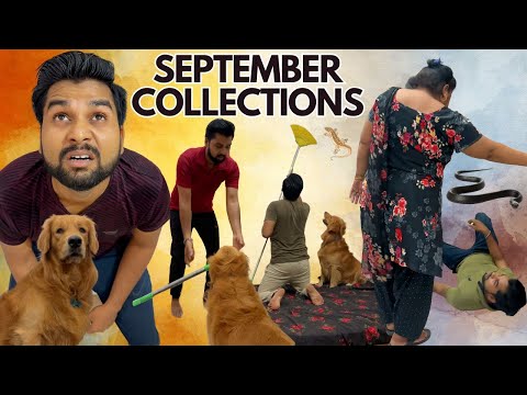 September Collection of PeaNut Golden Retriever! #dog #goldenretriever #doglover #puppy