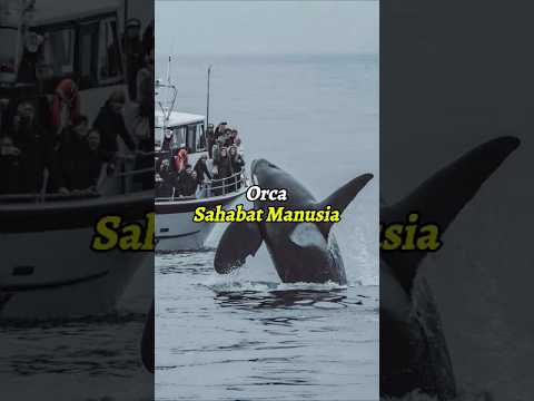 Perbedaan sikap orca dan hiu saat bertemu manusia
