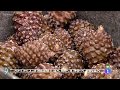 Pine Nut Harvesting and Processing