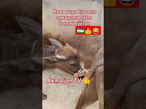 СИГИР БОКИШ СИРЛАРИ #buqaboqish #qorabayor #simental #horse #andijonbozor #sigirboqish #cow #лошади