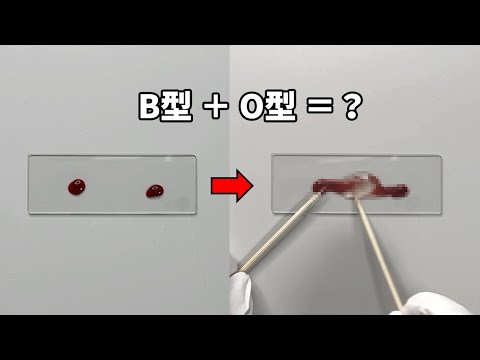 異なる血液型の血を混ぜると、衝撃的な現象が起こります。
