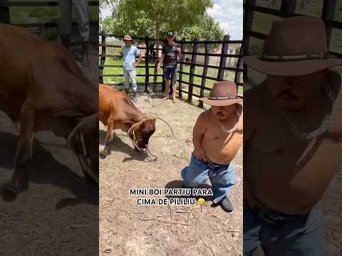 MINI BOI PARTIL PRA CIMA DE PILILIU 🤣
