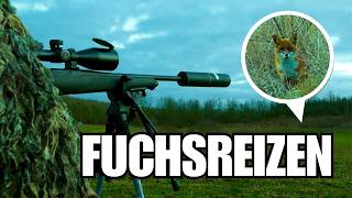 Reizjagd auf Reineke: Die dänische Methode 🦊