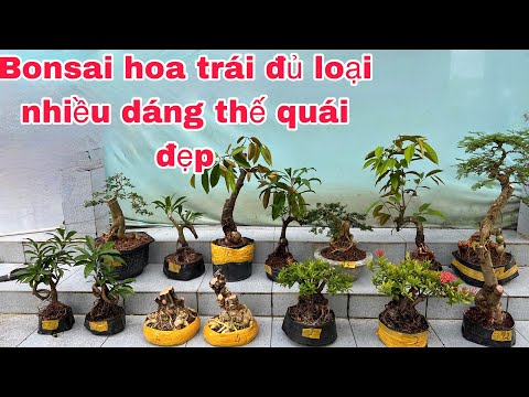 🔴Trực tiếp cây cảnh Báo giá 20/10 Bonsai hoa trái nhiều loại giá hữu nghị | nhà vườn Hiếu