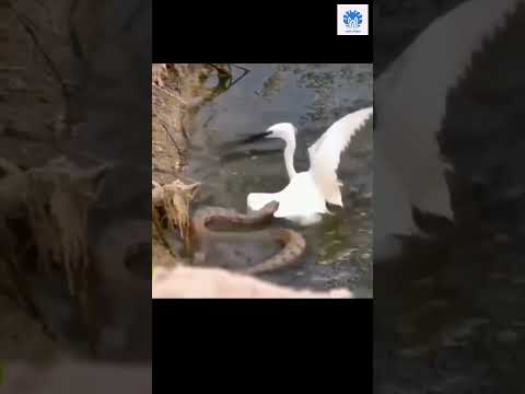Bird defending Snake 😲😲 11 | 🌟🌟 Wildlife shorts 129 🌟🌟 #bird #animals #snake