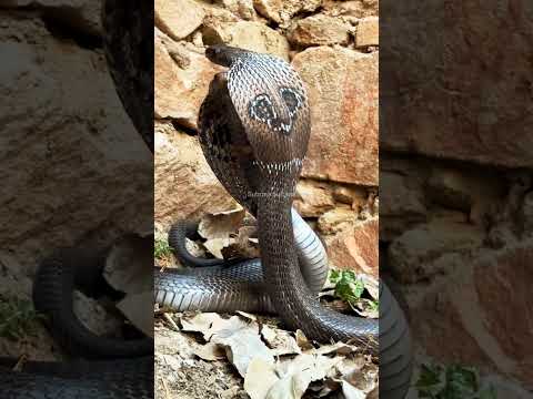 Amazing Scene of Two Cobra Snakes