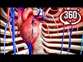 Human Skeletal System Anatomy