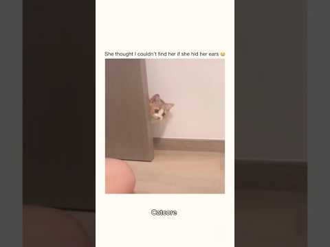 How innocent she was looking #cat #kitten #cutecat #shorts
