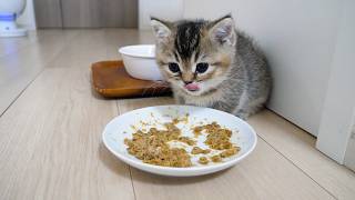 Cute little kitten who ate until he was full and got sleepy…