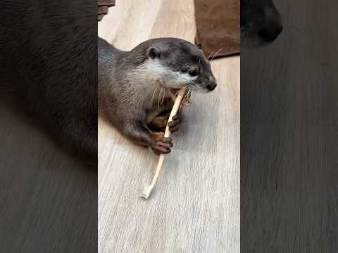 歯みがきカワウソ軍団🤣 #shorts