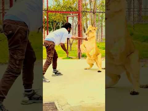 #slowedandreverb #punk #edit #tigerspotted #tigerspotted #bigcats #tiger #jimcorbettwildlifeand