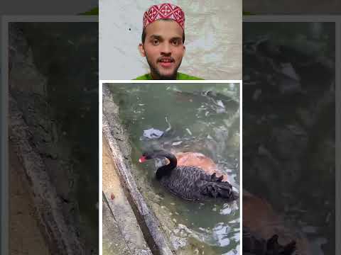 Samajhdar Janwar hai #shorts