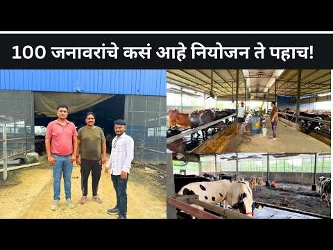 100 जनावरांचा गोठा | पहा आधुनिक पद्धतीने कसे संगोपन केले जाते | How To Success In Dairy Farming