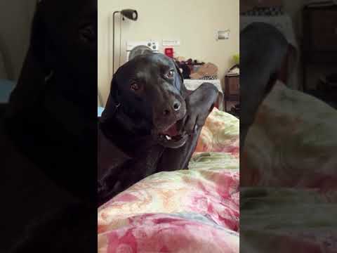 #funnydcat #funny #animals #dog #cat #funnyvideos #funnyvideo #cats #funnyanimals #funnycats #dogs