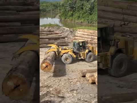 Wheel loader kepiting bongkar kayu besar