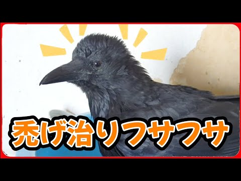 【禿げ治る】カラスの頭がふっくらとしてきた。20251005、カラス＆四つ足クインテット（仮）