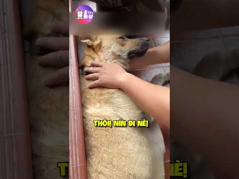 Bé chó bật khóc vì ngủ mơ thấy ác mộng 😢 #shorts #yeulu