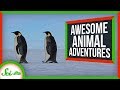 Animal Migration and Adaptations
