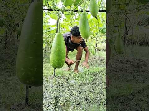 Funny Comedy Video🤣 #shorts #funny #comedy #modernfazlami