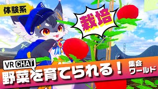 【芽が出た！】ぼくが育てたトマト、見て「うぐいす農園 UG_NOKA」【VRChat/ケモノVtuber】