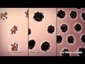 Understanding Skin Color