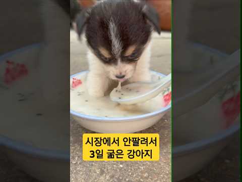 2만원 주고 시장에서 데려온 강아지